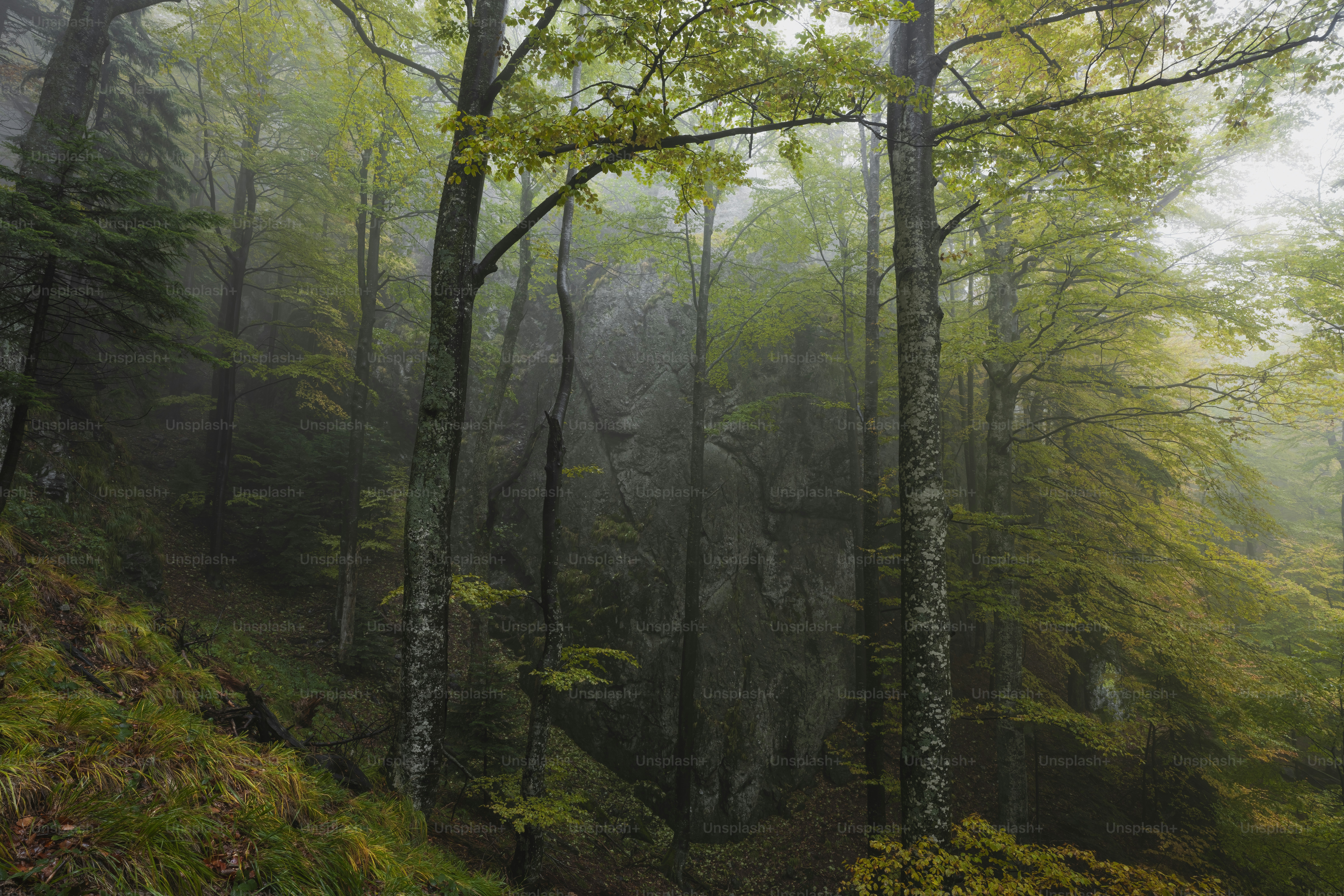a foggy forest filled with lots of trees