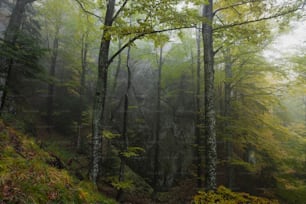 a foggy forest filled with lots of trees