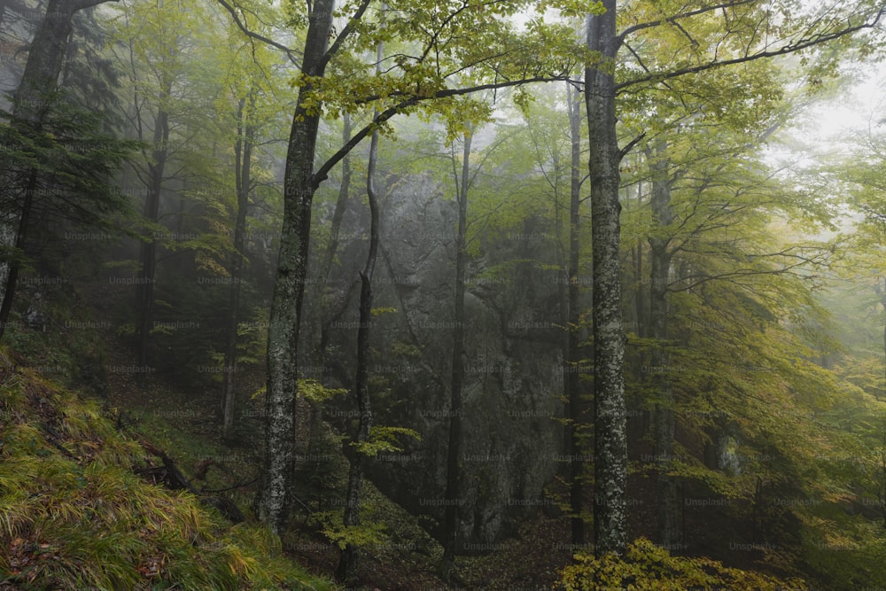 Ein nebliger Wald mit vielen Bäumen