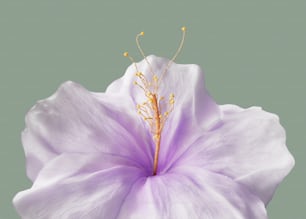 um close up de uma flor com um fundo verde