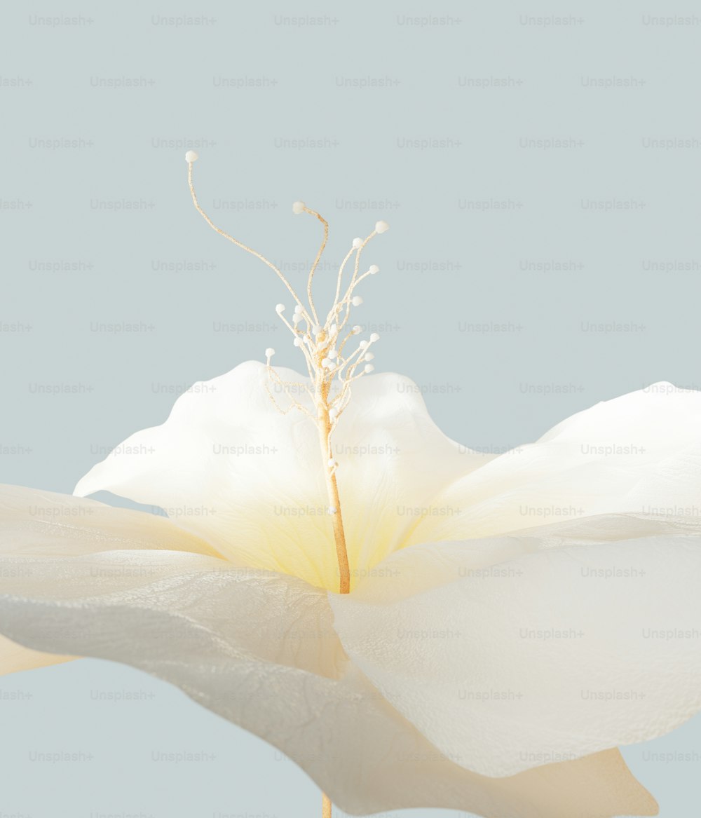 uma flor branca com um fundo azul claro