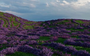 una colina cubierta de flores púrpuras bajo un cielo nublado