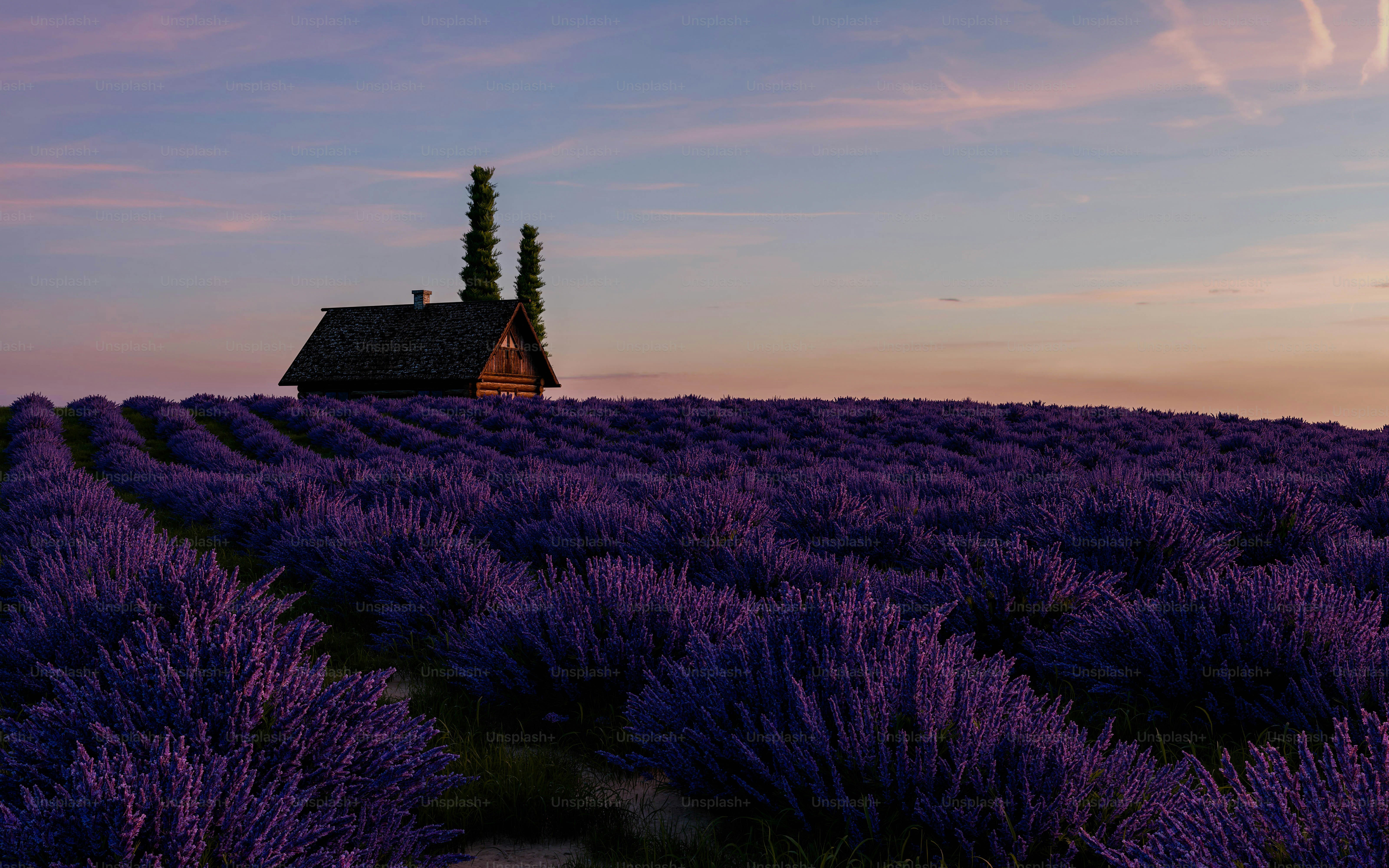 Lavender field with a small house at sunset