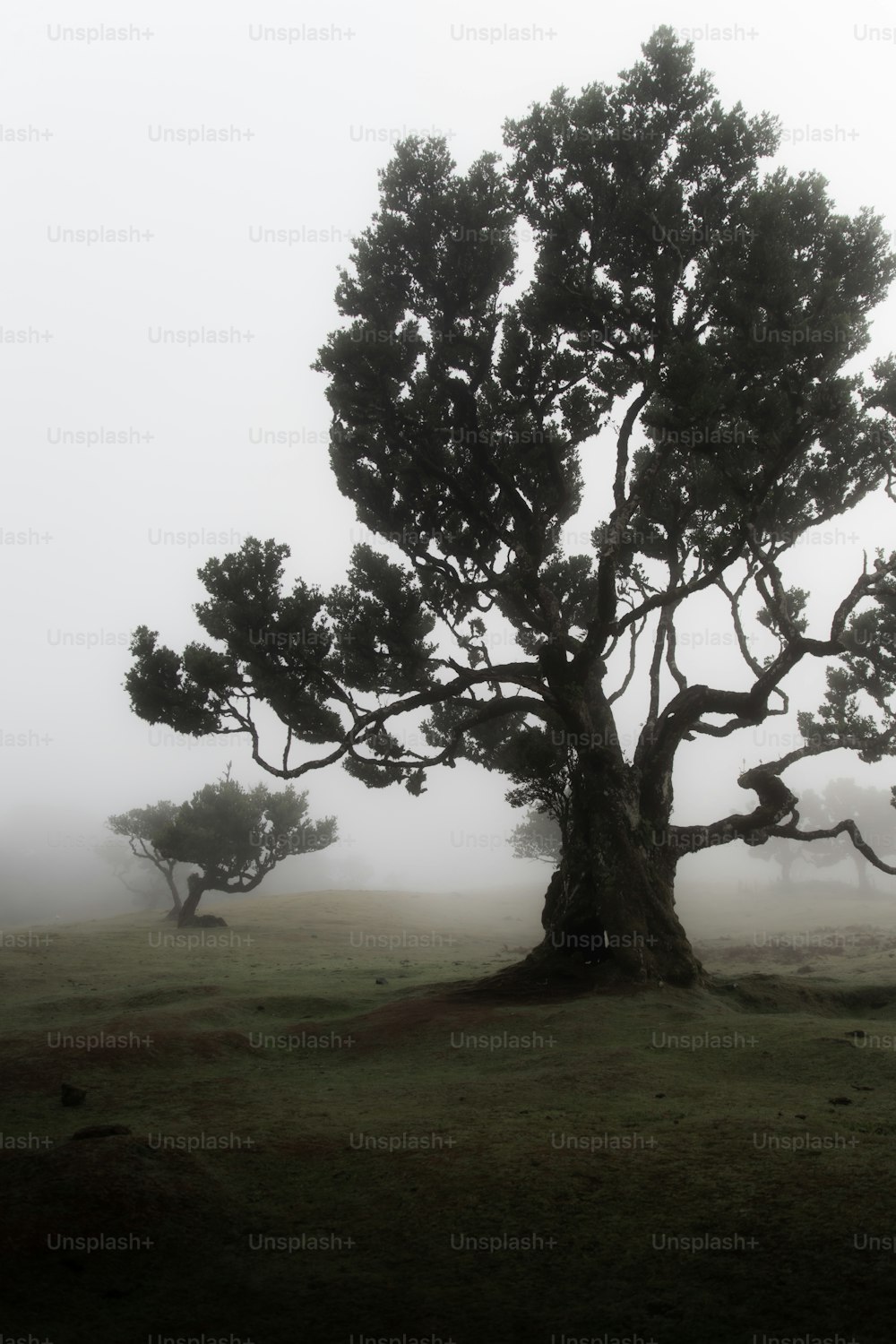 a group of trees in a foggy field
