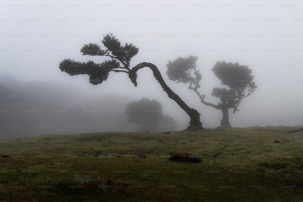 un arbre solitaire dans le brouillard sur une colline
