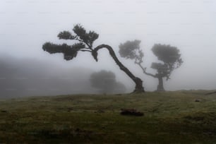 a lone tree in the fog on a hill