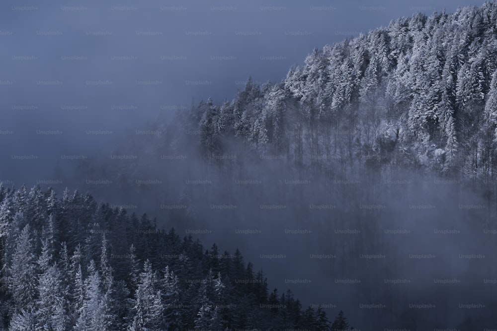 uma montanha coberta de neve com árvores cobertas de neve