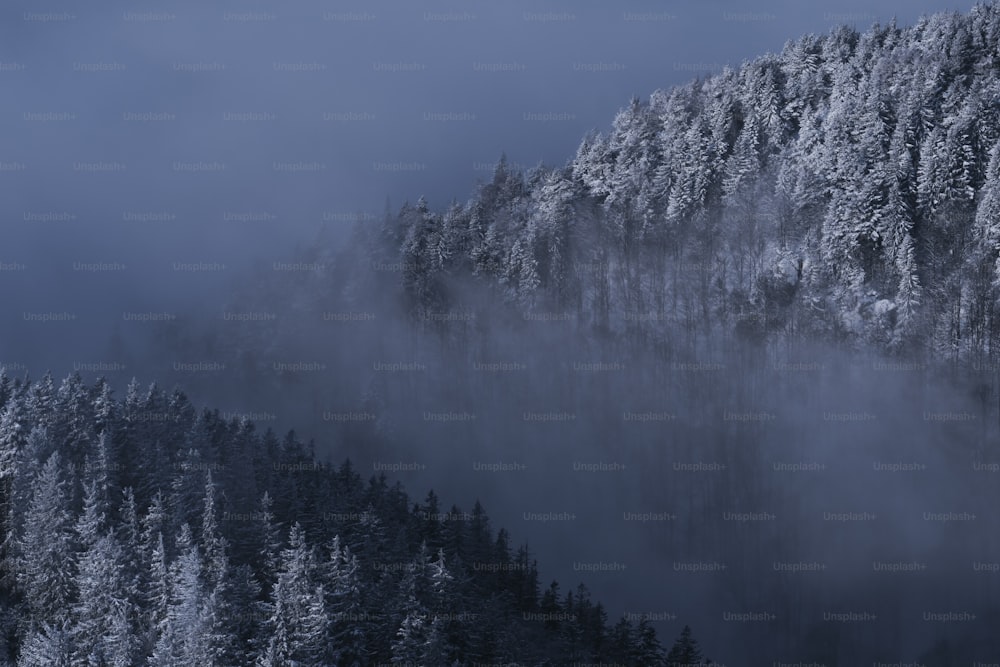 a mountain covered in snow with trees covered in snow