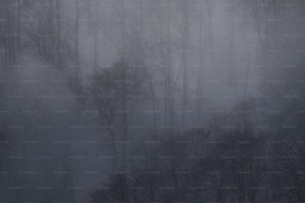 a forest filled with lots of trees covered in fog