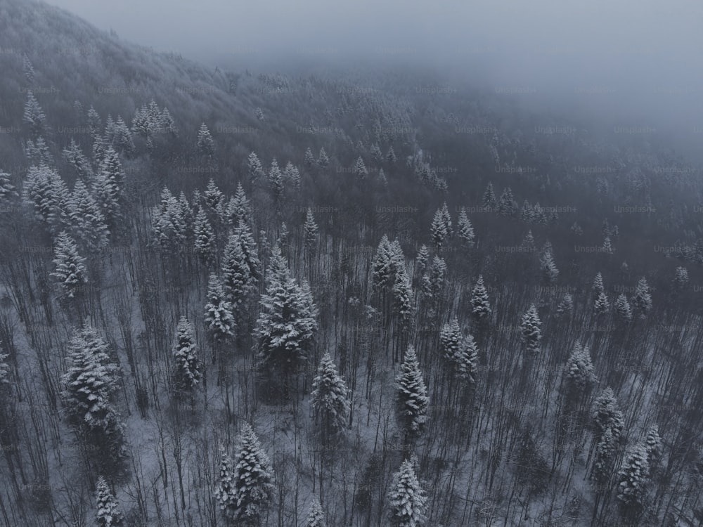 an aerial view of a forest covered in snow