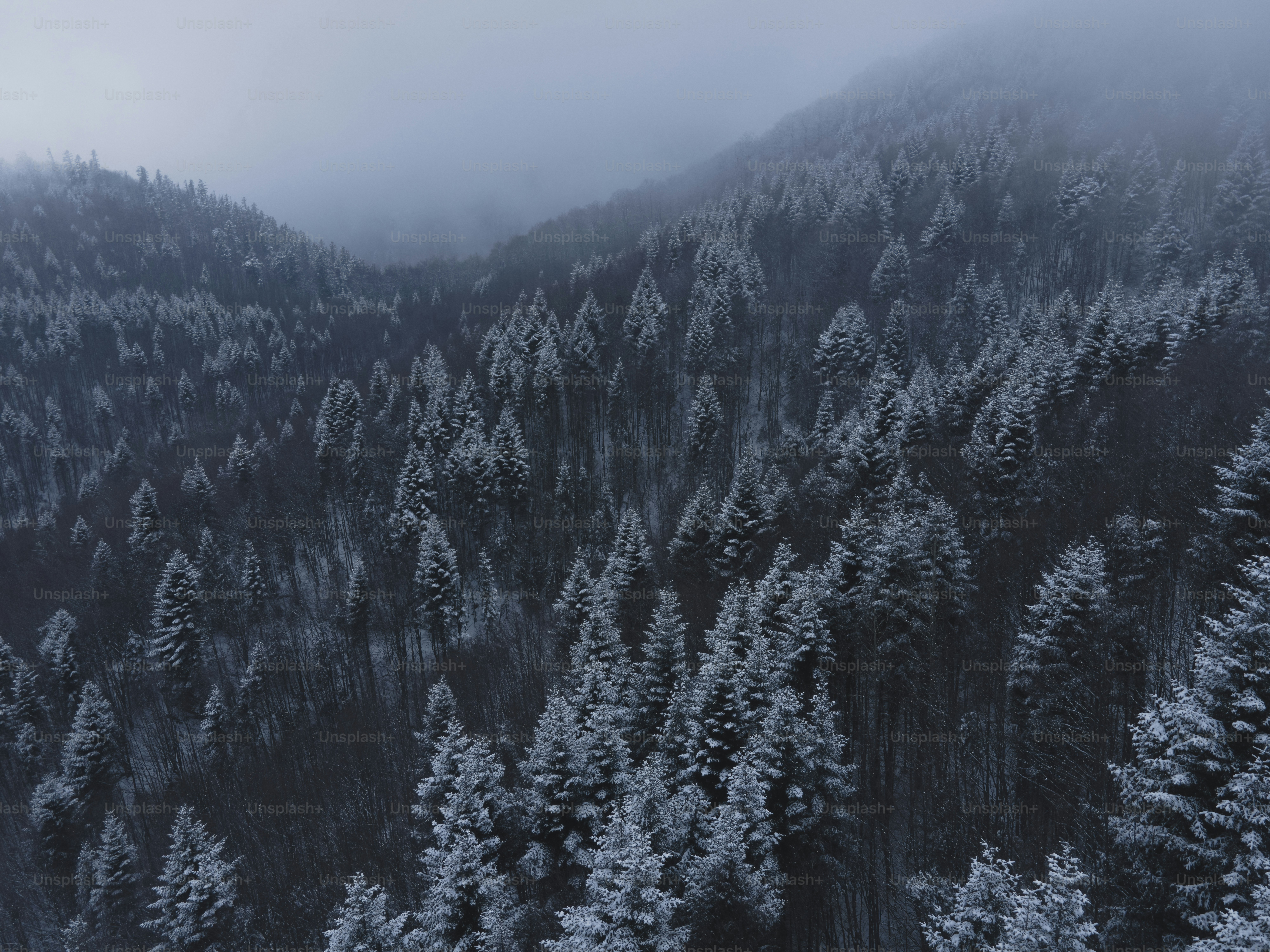 a forest covered in snow with a mountain in the background