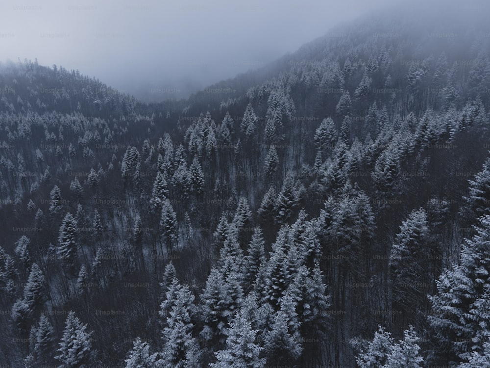 山を背景に雪に覆われた森