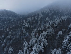 ein schneebedeckter Wald mit einem Berg im Hintergrund