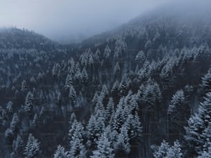 a forest covered in snow with a mountain in the background