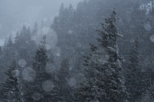 a forest filled with lots of trees covered in snow