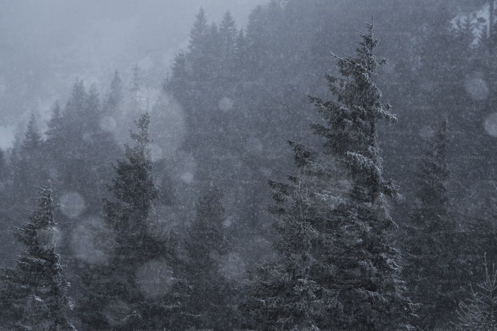 雪に覆われた木々が生い茂る森