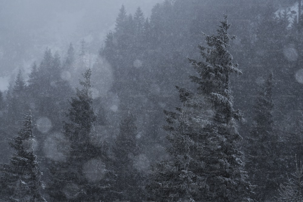 una foresta piena di molti alberi coperti di neve