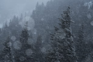 une forêt remplie de nombreux arbres recouverts de neige