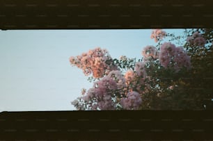 una imagen de un árbol con flores moradas