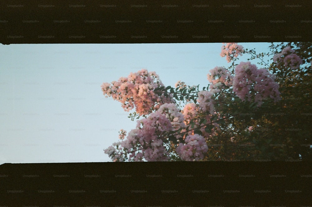 uma imagem de uma árvore com flores roxas
