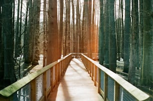 ein Holzsteg mitten im Wald