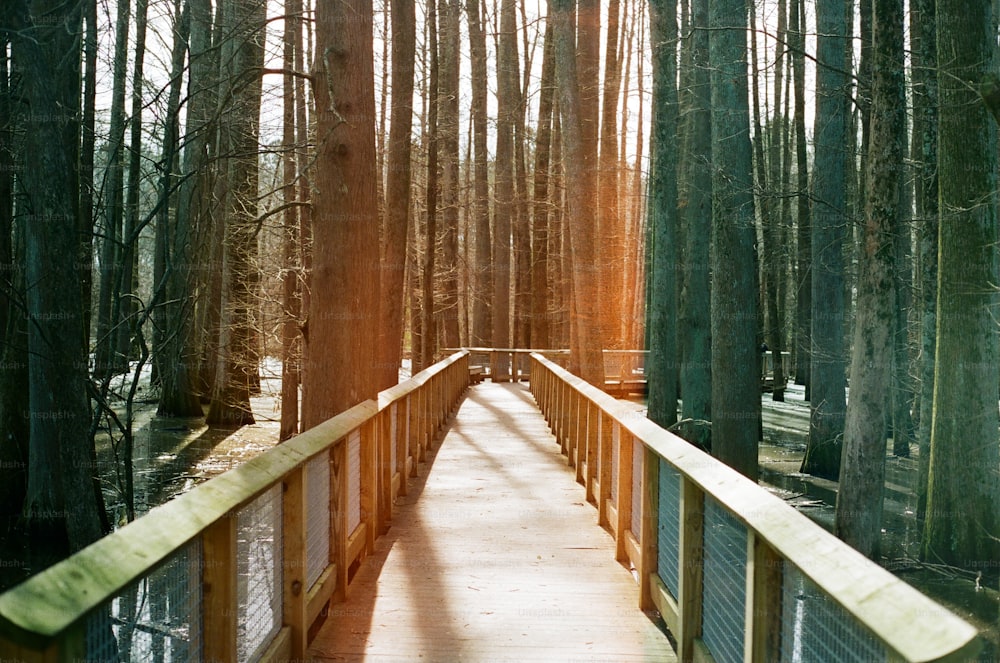 Une passerelle en bois au milieu d’une forêt