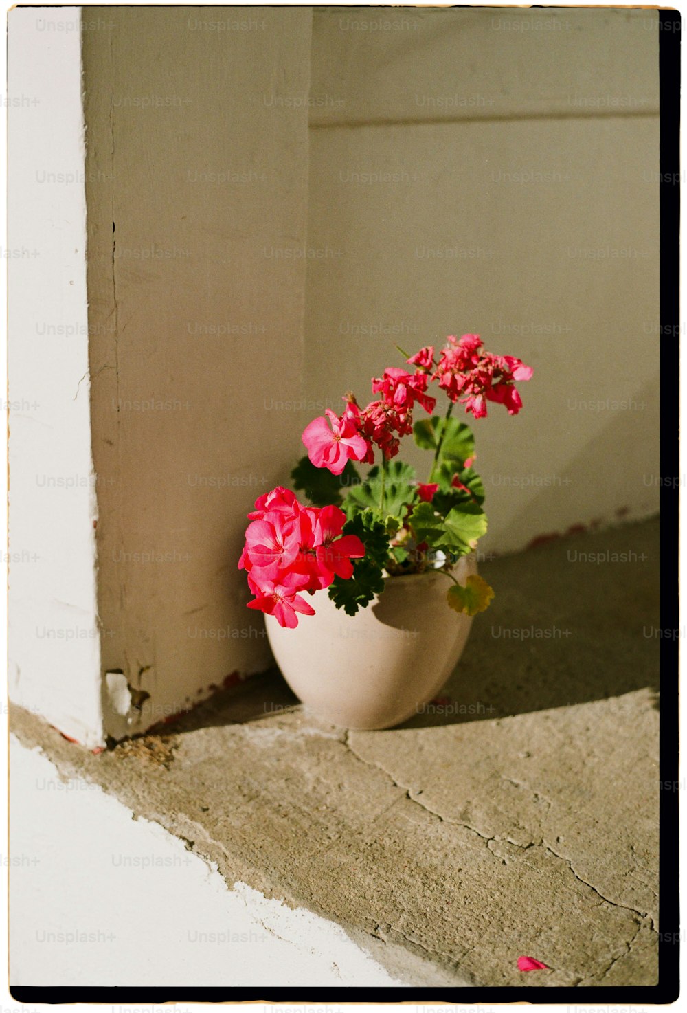 una pianta in vaso con fiori rosa seduta su una sporgenza
