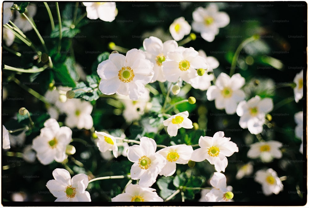 a bunch of white flowers with yellow centers