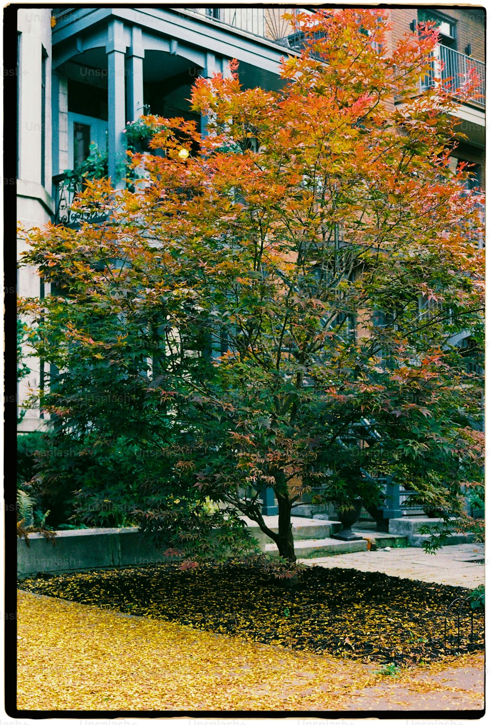 Un árbol con hojas de naranjo frente a un edificio