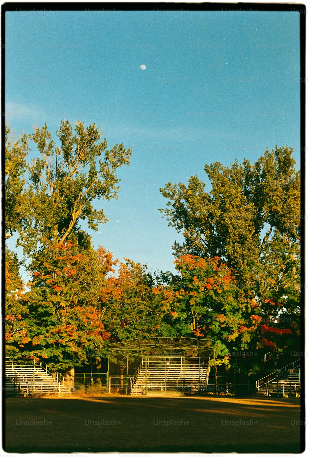 a full view of some trees with a half moon in the sky