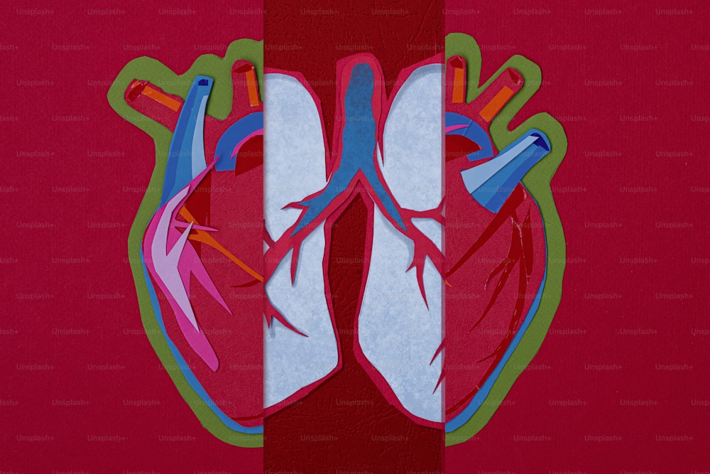 Pulmões e coração humano