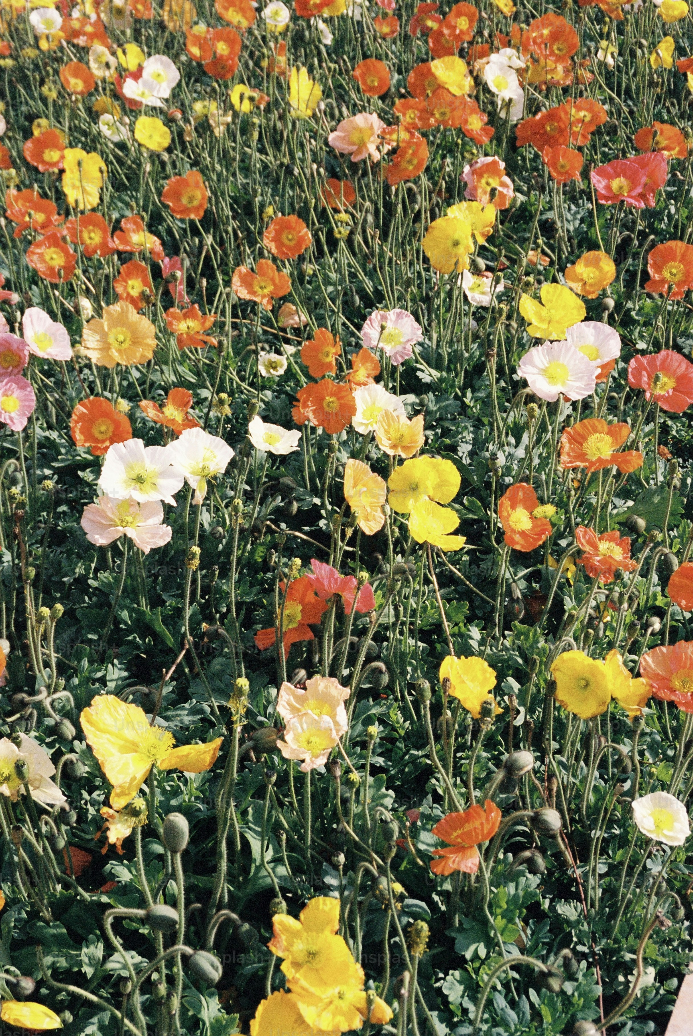 a bunch of flowers that are in the grass