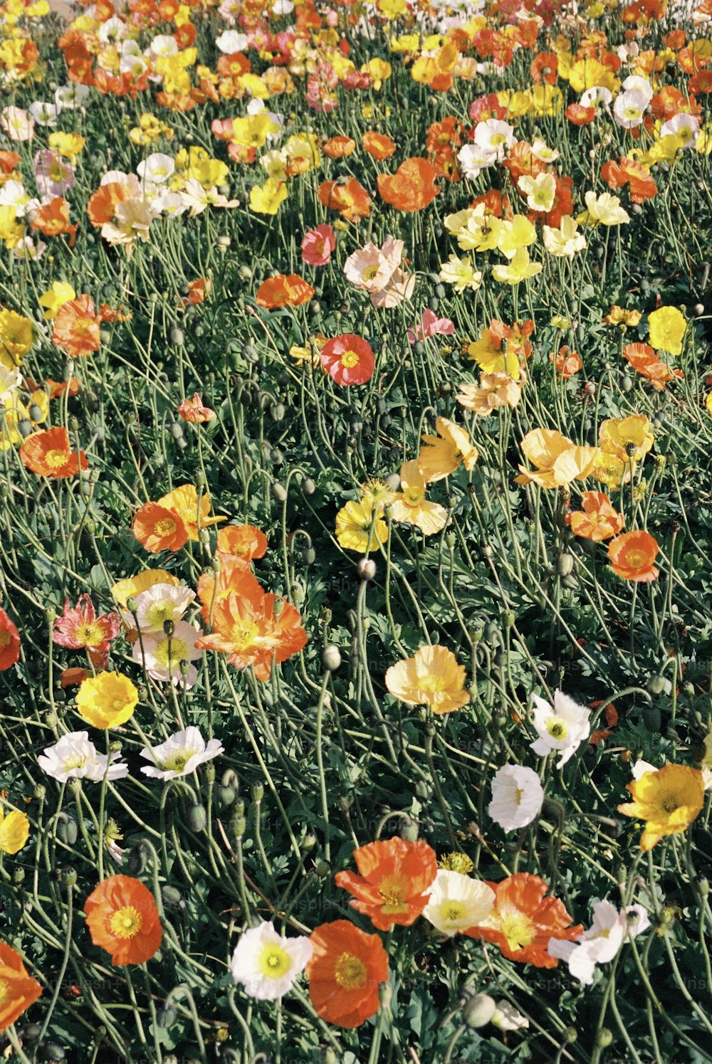 a field full of colorful flowers in the middle of the day