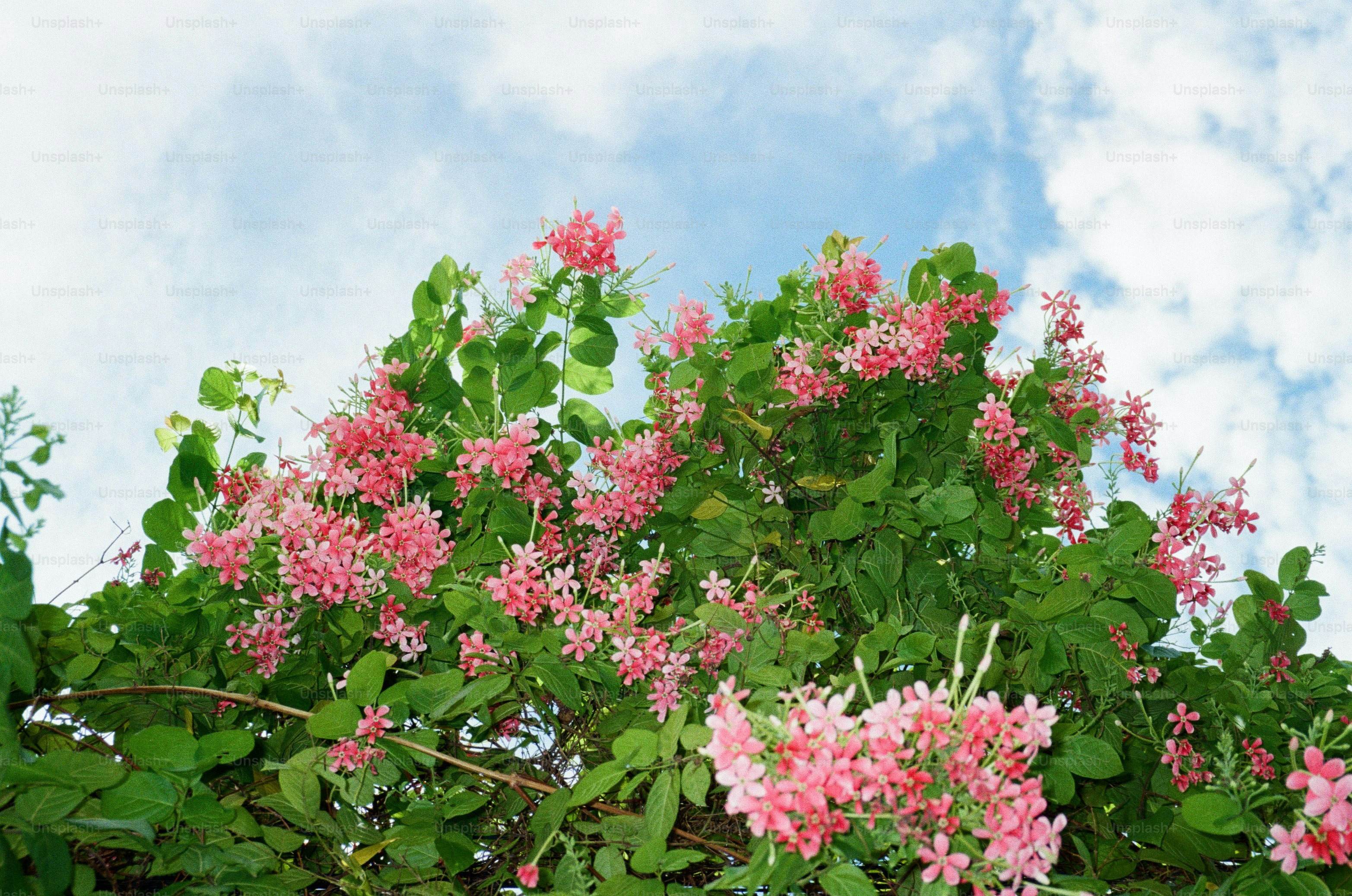 a bush with pink flowers and green leaves