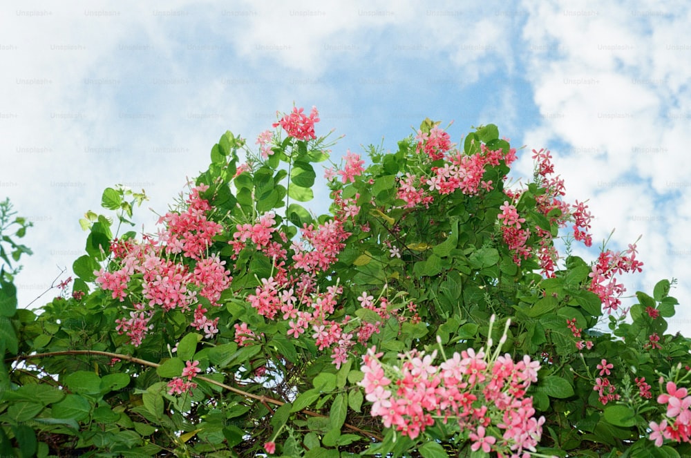 un buisson avec des fleurs roses et des feuilles vertes