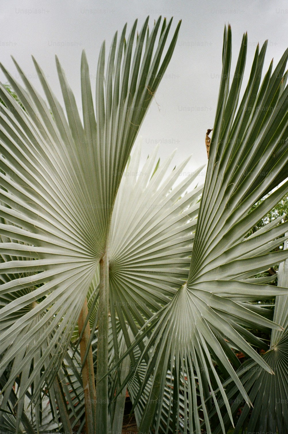 un gros plan d’un palmier avec un fond de ciel