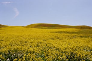 a field full of yellow flowers under a blue sky