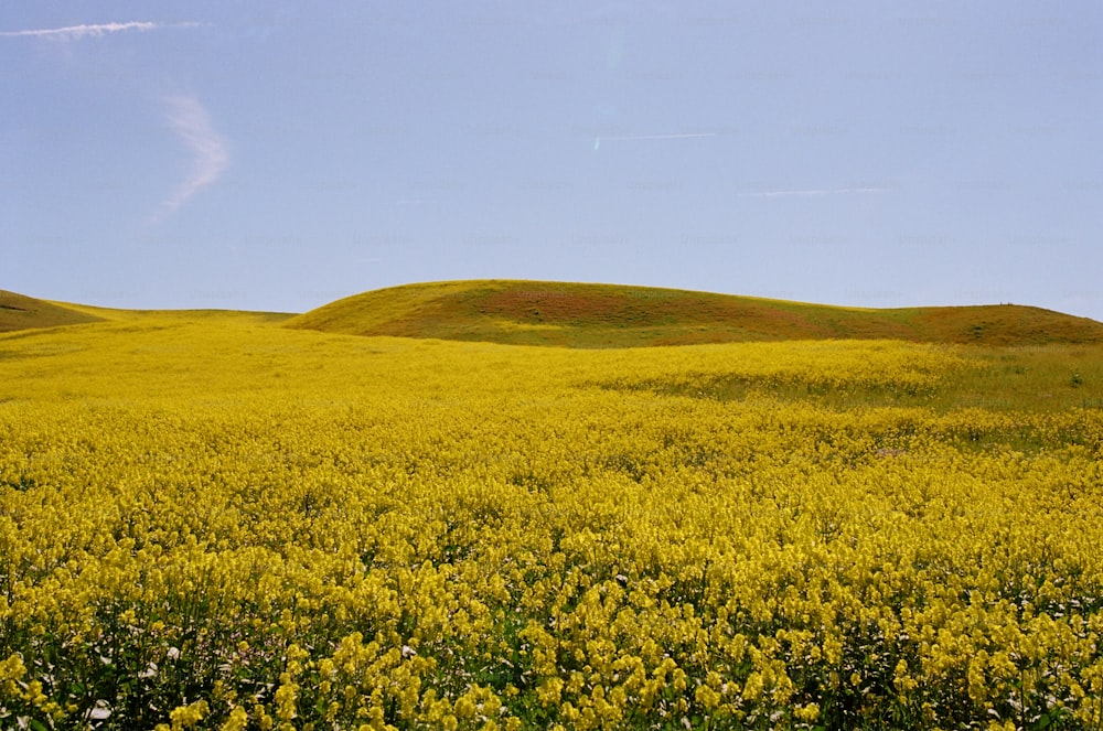青空の下、黄色い花が咲き乱れる野原