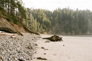 Una playa rocosa con árboles y agua de fondo