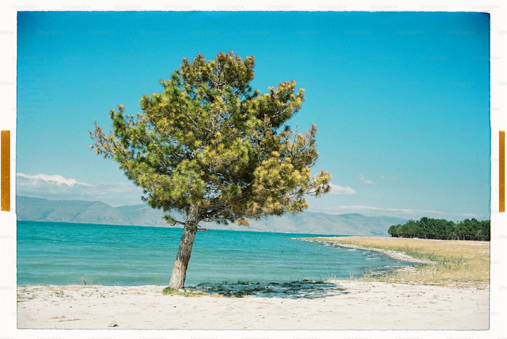 uma árvore solitária em uma praia perto de um corpo de água