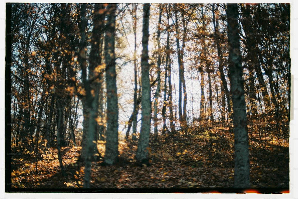 a forest filled with lots of tall trees