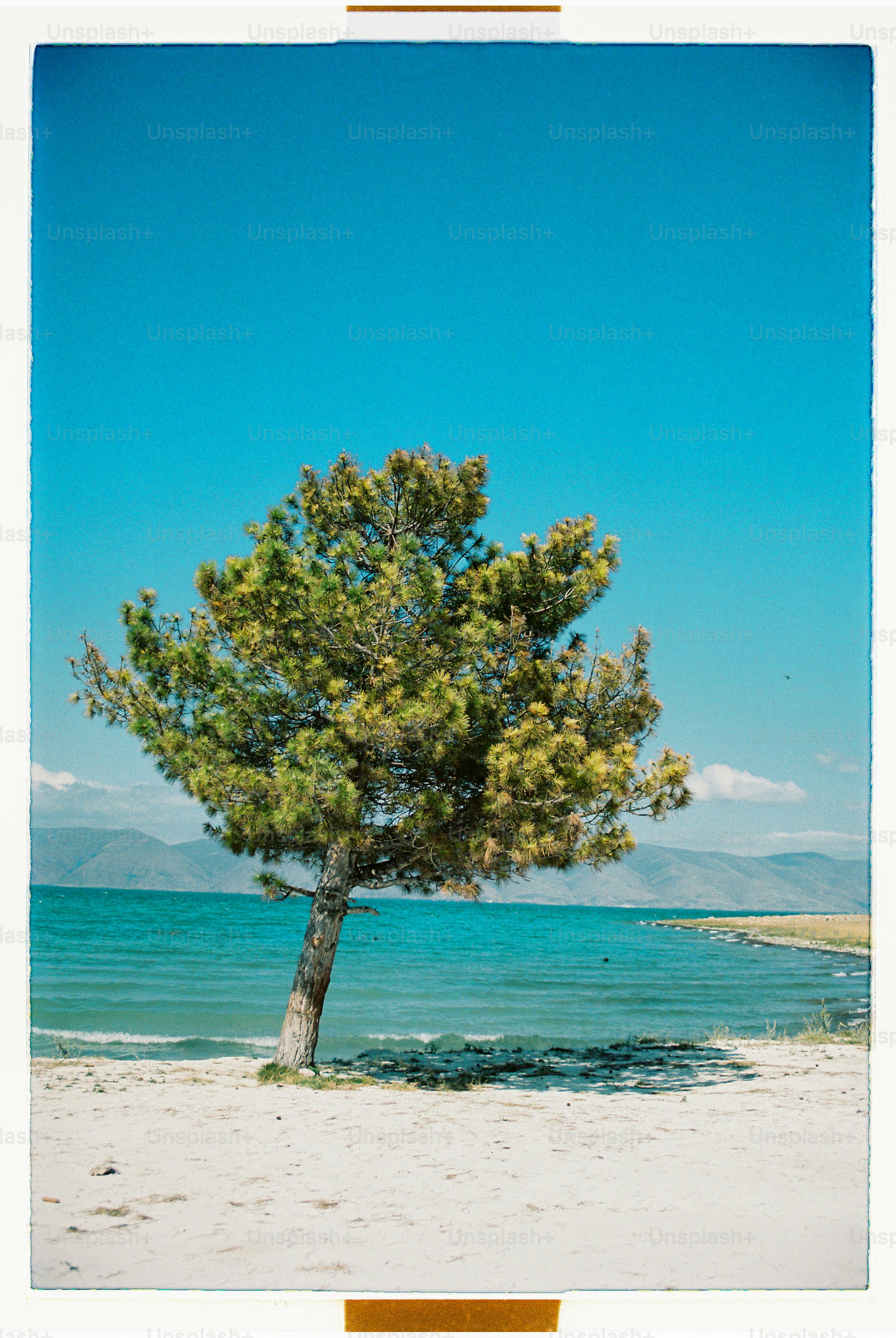 a lone tree on a beach with the ocean in the background