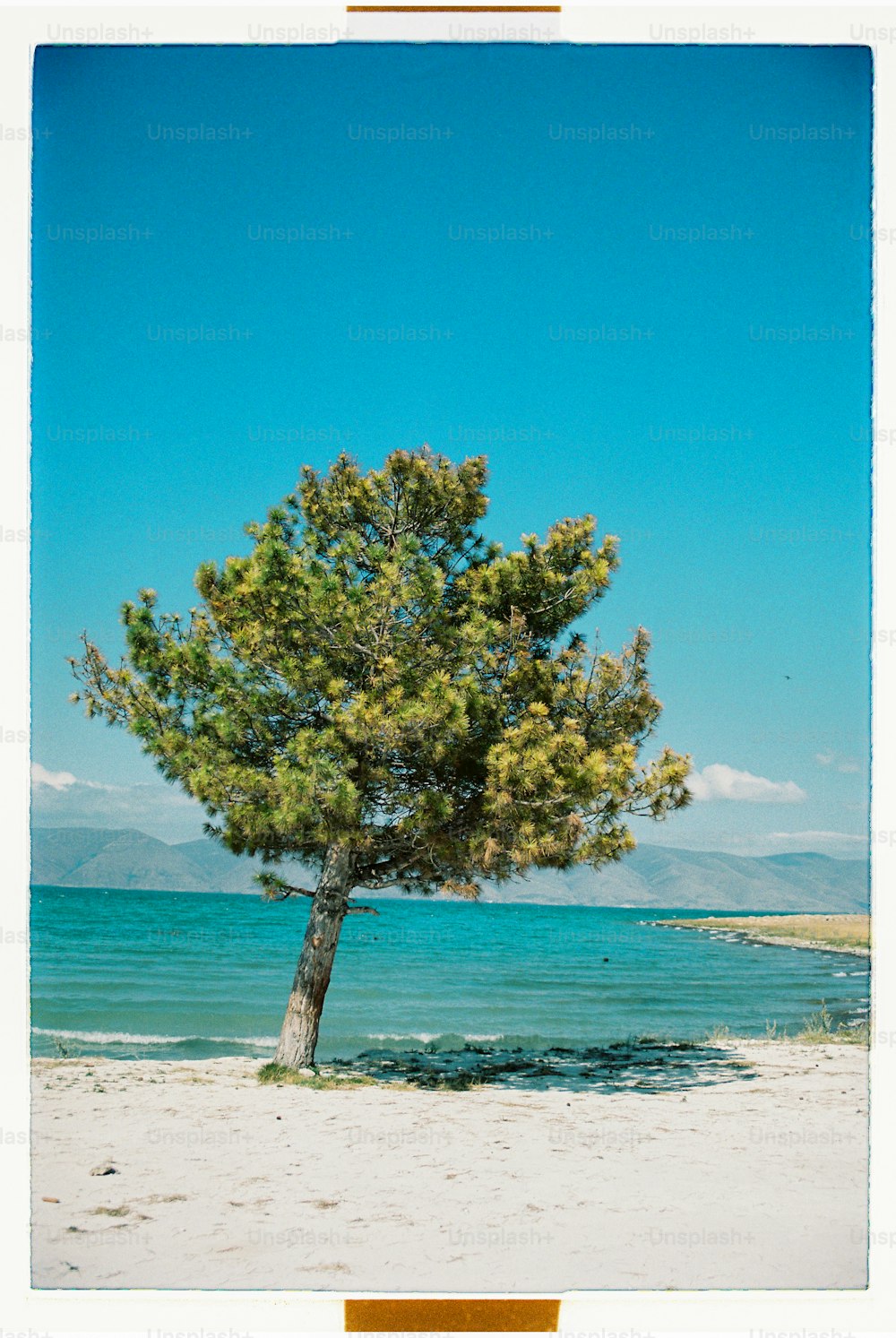 a lone tree on a beach with the ocean in the background
