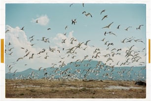 ein Vogelschwarm, der über ein trockenes Grasfeld fliegt