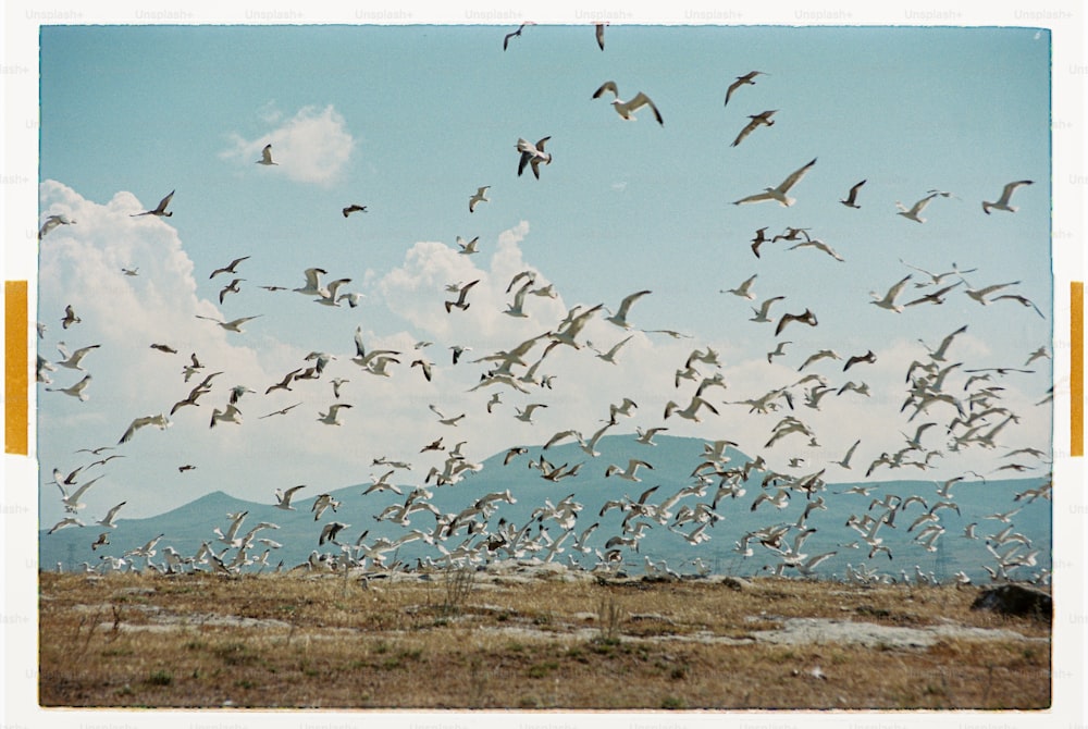 um bando de pássaros voando sobre um campo de grama seca