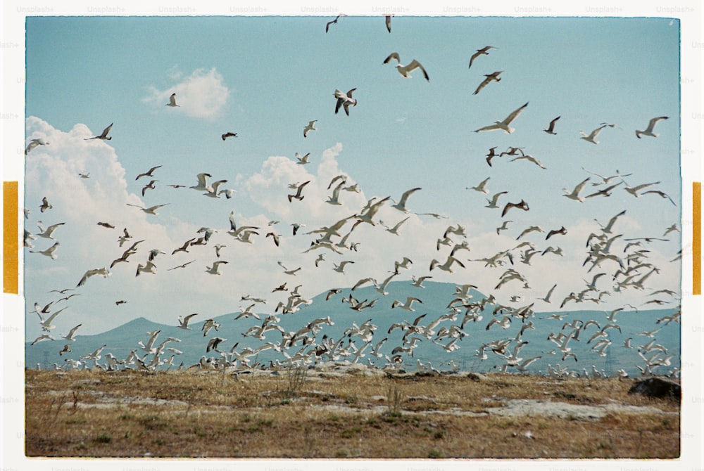 a flock of birds flying over a dry grass field