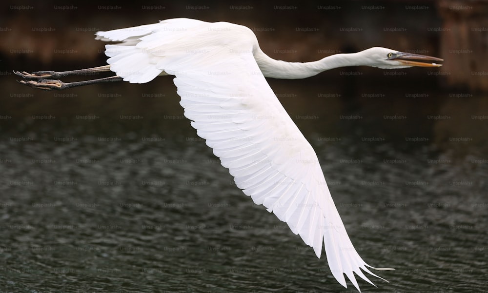 물 위를 날고 있는 커다란 흰 새