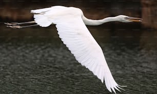 un grand oiseau blanc volant au-dessus d’un plan d’eau