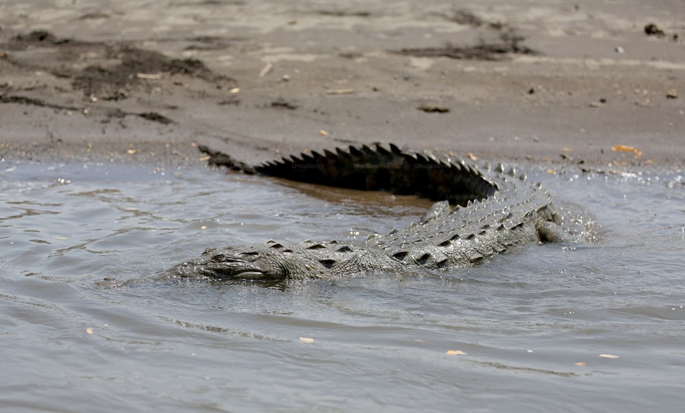 a large alligator swimming in a body of water