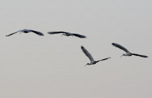 a flock of birds flying through a cloudy sky